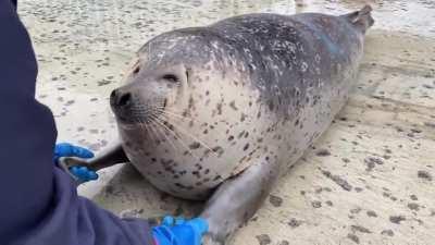 Shaking hands with a squishy seal @aguhiyori