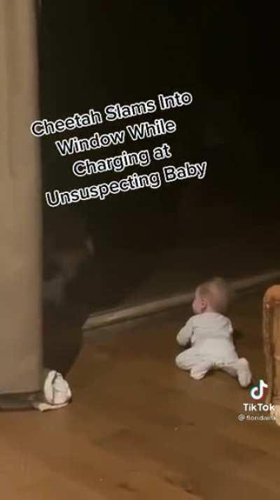 Cheetah slams into window while charging unsuspecting baby