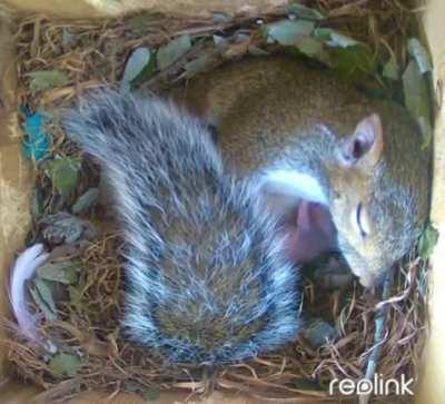 Tired mommy squirrel falling asleep