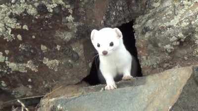 Super cute and curious little fella!