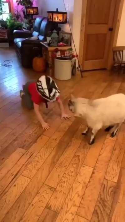 Safety first. goats and good helmet tech