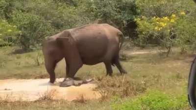 An elephant wants a crocodile out of its pool