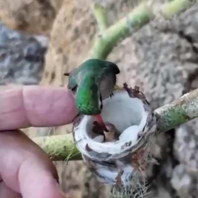 it never occurred to me how tiny humming bird babies would be