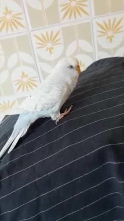 isnt this a cockatiel imitation?! 😂