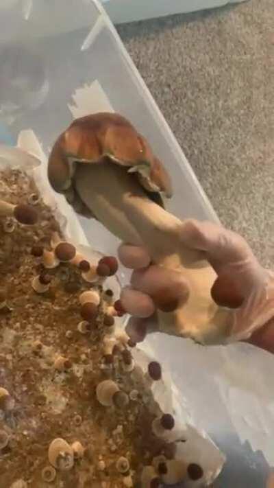 Jedi mushroom phallus
