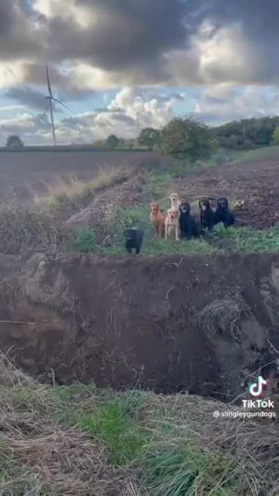 Dogs jumping over a pit