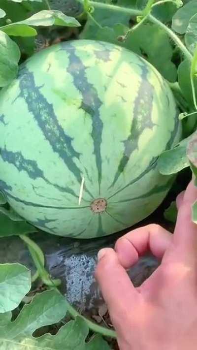 Time for some fresh watermelon.