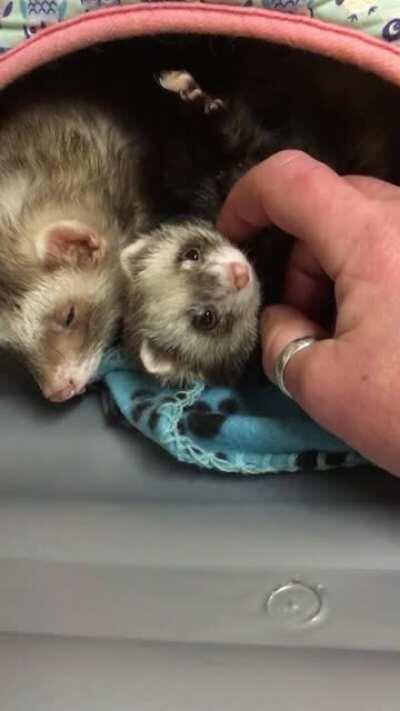 She’s so amenable to petting. The boys would have turned their back on me and burrowed further into the bed. She humours me.