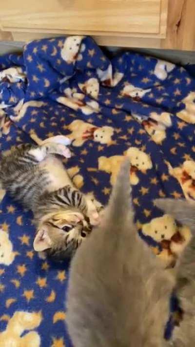 I interrupt your feed to bring you kittens wrestling.