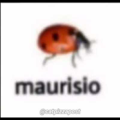 Maurisio