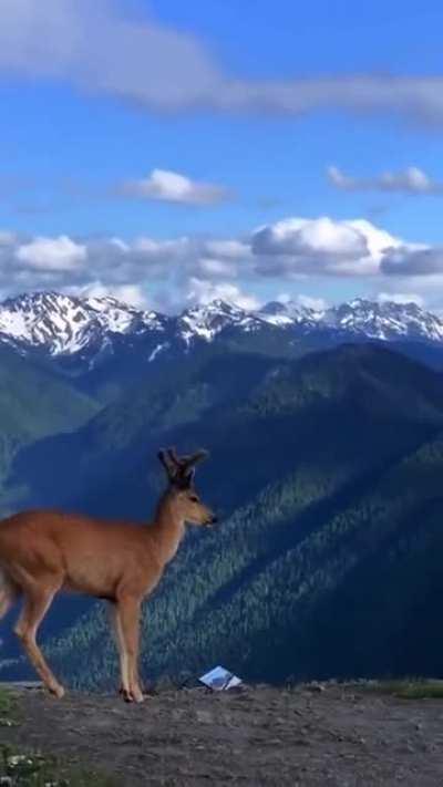 🔥 Beautiful mountains of Montana