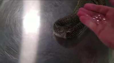 Putting hand sanitizer on a snake so it stops eating itself