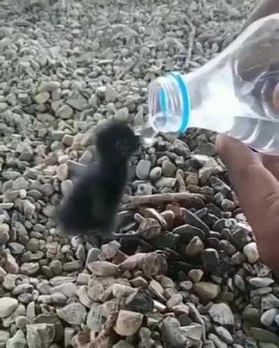 Just hydrating an orphan hatchling.