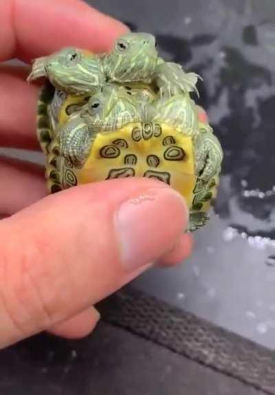 Two headed turtles