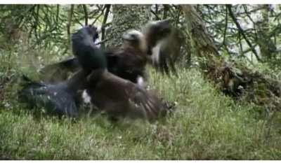 While two grouse are bickering, an eagle swoops in and takes them both out