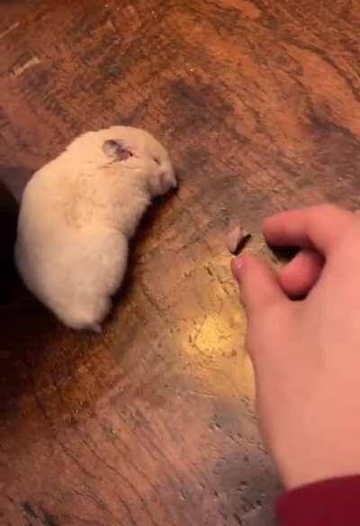 Hamster sleeping next to a warm bowl of soup.