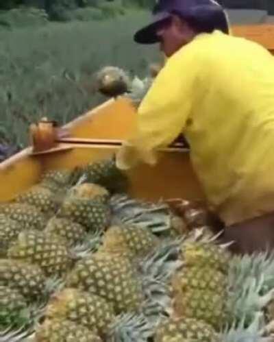 The way they hand out pineapple