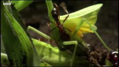 Preying mantis vs ants