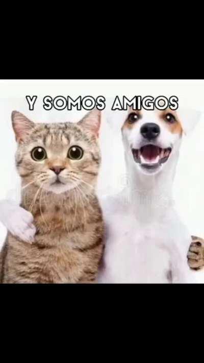 amigos