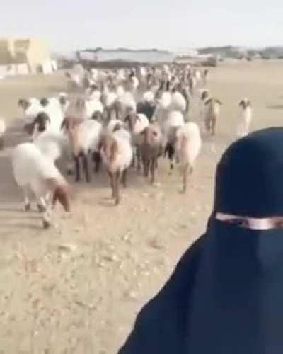 This lady can speak to sheep