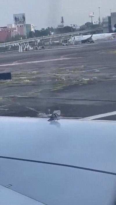 Bird on an airplane wing during takeoff