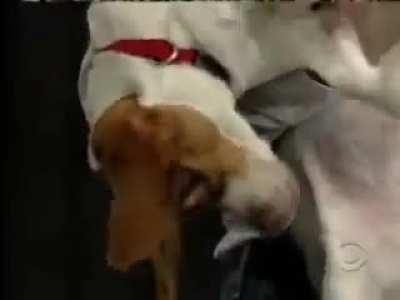 David Letterman laughing at a beagle playing dead.