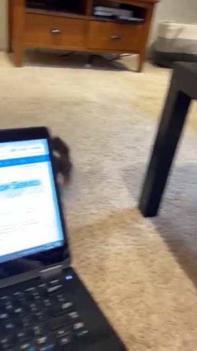 Some wild guinea pig zooms caught on camera!