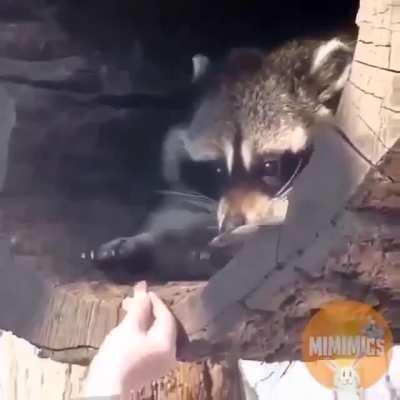 Cautious, but still wants his snack