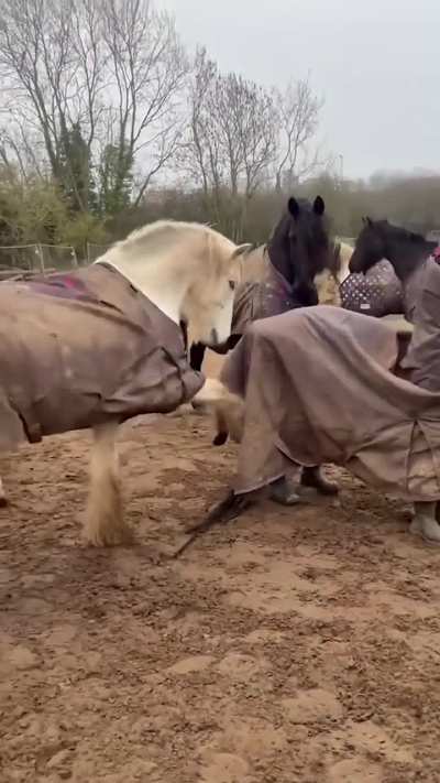 Fake horse trying to mingle with real horses