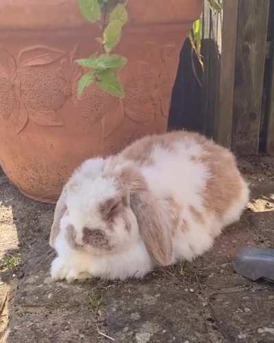 Found out today that rabbits can have hiccups too!