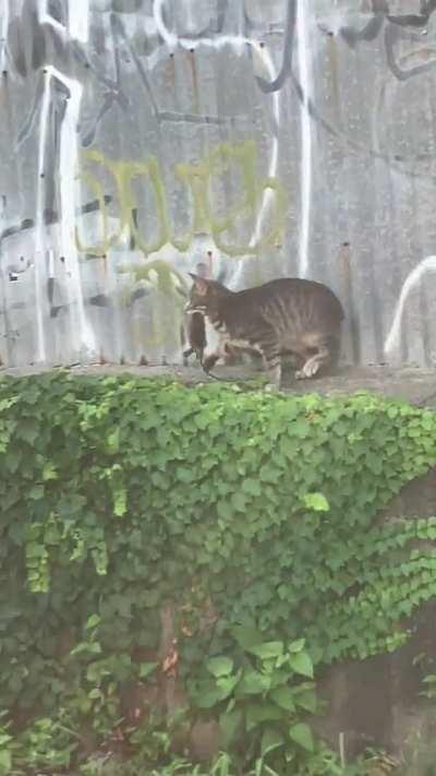 Local cat taking care of the rate problem, Queens