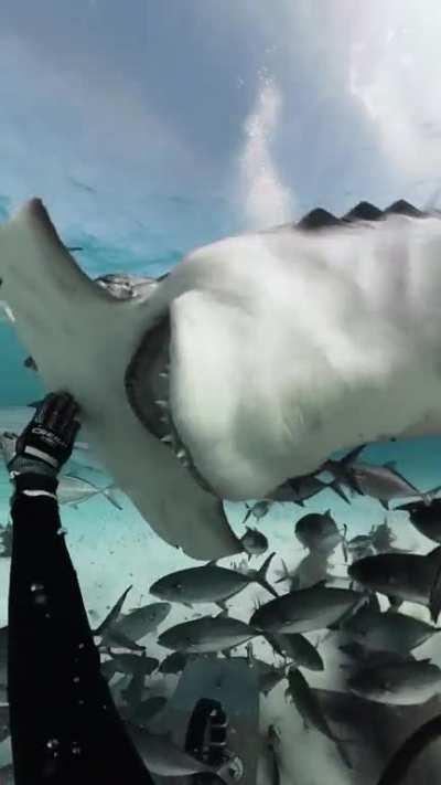 Filming the inside of a hammerhead shark's mouth