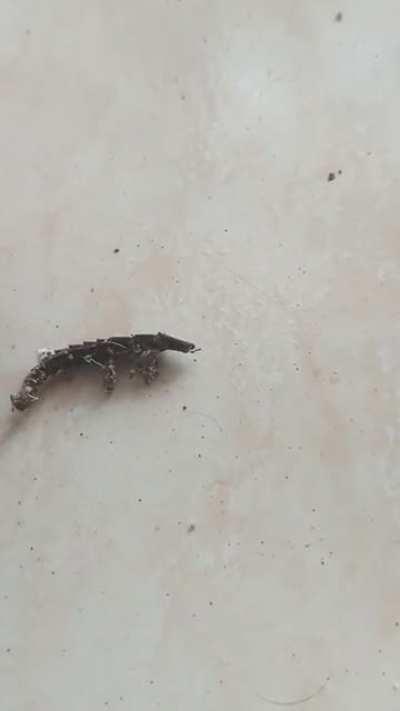 Guys so today I see this weird animal arthropod×worm×beetle like shit that was moving on its own until I flipped it and I see it's like flooding with ants from inside its body and just stops? Like what kinda zombie shit was that #unreal #neverseenbefore #