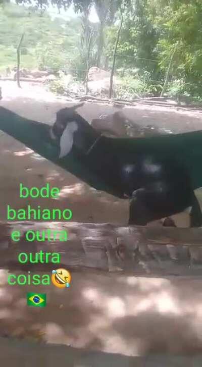 Denovo foi minha vo