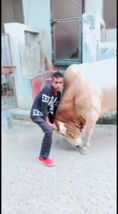 Bull flips a fool for trying to keep him down