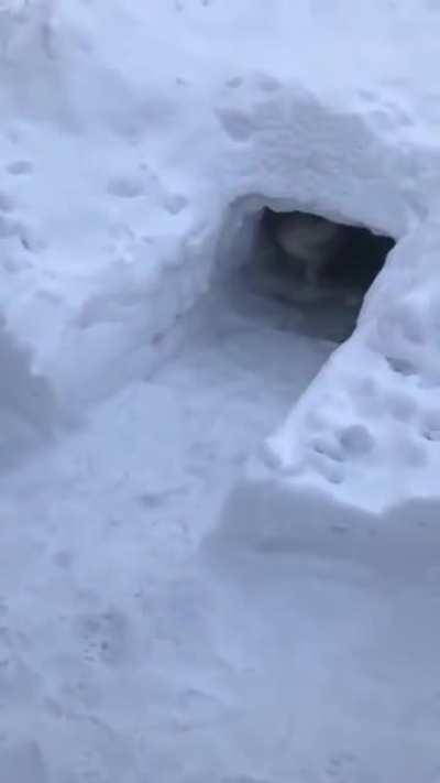 Husky pup is very excited about his little cave