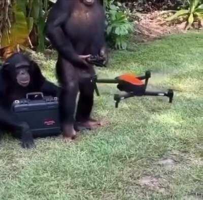 Chimpanzee drone pilot