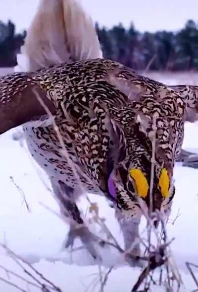 🔥 Moments where the Sharp-tailed grouse courtship dance.