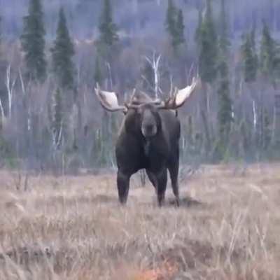 A very muscular moose