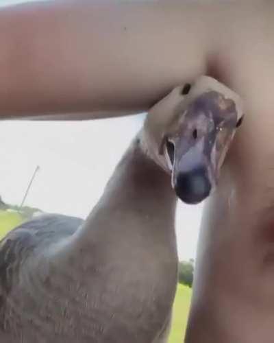 To befriend a duck