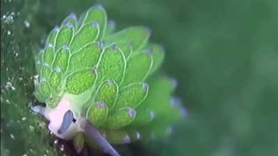 The Leaf Sheep consumes so much algae that the chlorophyll in its own cells produce energy