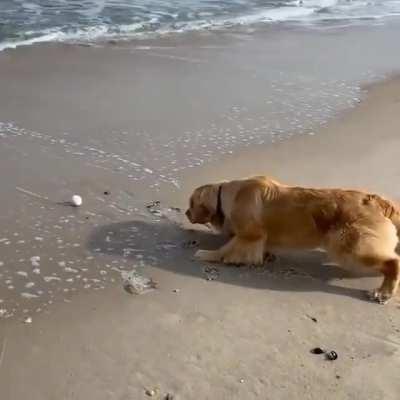 Good boy steals back his ball from the ocean