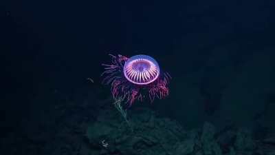 🔥 A Burst of Deep Sea Fireworks: Incredibly Rare, Visually Stunning Halitrephes Jellyfish