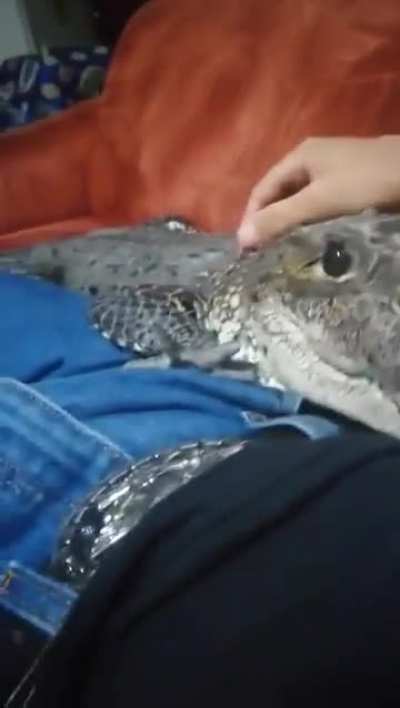 Crocodile as a pet