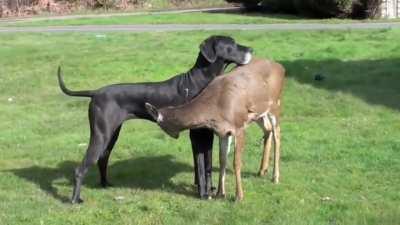 Dog is deer's best friend