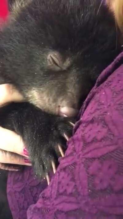 Bear purrs contentedly in the woman's arms