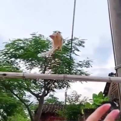 A Sugar Glider shows the beauty of an excellent glide from height and a perfect landing