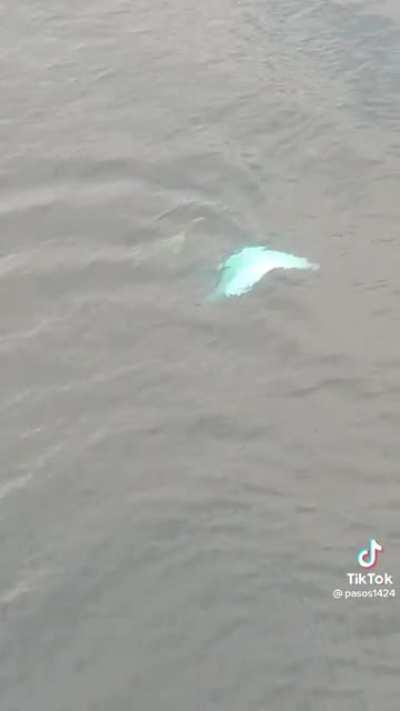 A pair of Manta rays swimming in flood water