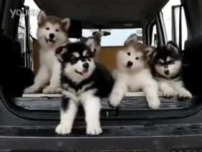 Malamutes