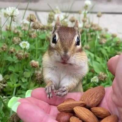 Chipmunk tasting almonds for the first time